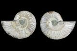 Agate Replaced Ammonite Fossil - Madagascar #145827-1